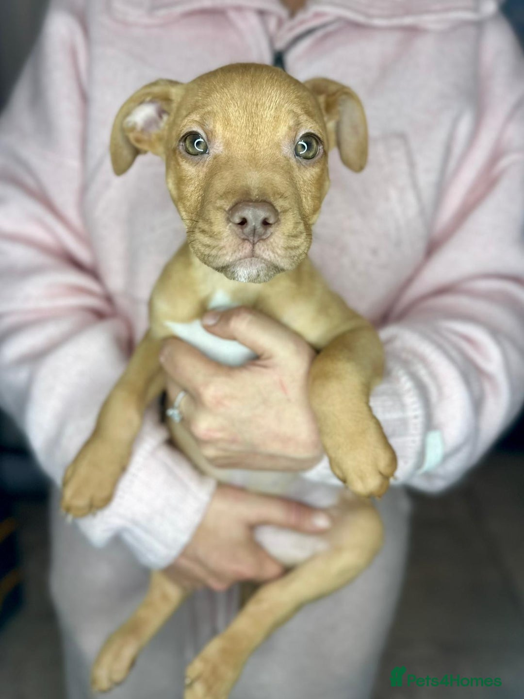 Mixed Breed dogs for sale: Siberian Husky x Pocket Bully's - Advert 4