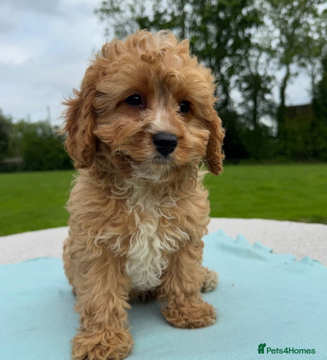 Cavapoo dogs Healthy comical characters- delightful puppies - Advert 2
