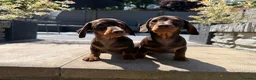 Miniature Dachshund dogs for sale: Gorgeous KC registered Miniature Dachshunds   - Advert 1