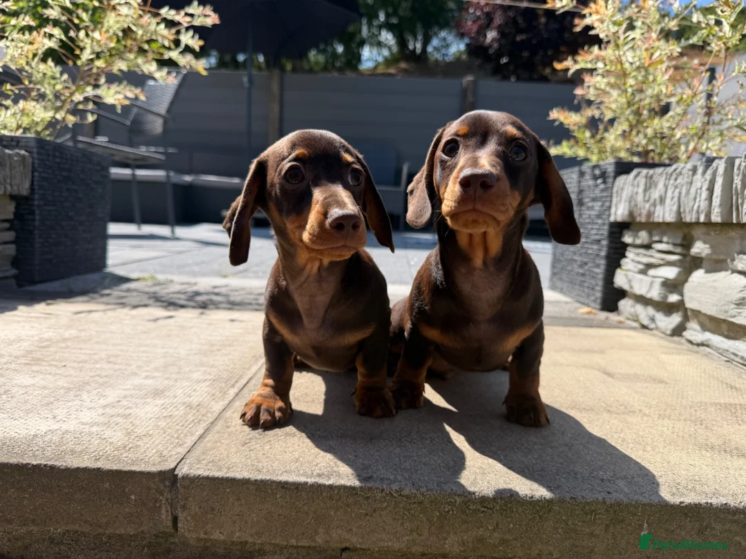 Miniature Dachshund dogs for sale: Gorgeous KC registered Miniature Dachshunds   - Advert 1