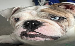 English Bulldog dogs for stud: British Bulldog Stud - First time available.  - Image 9