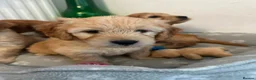 Goldendoodle dogs for sale: Mini golden doodles  - Advert 8