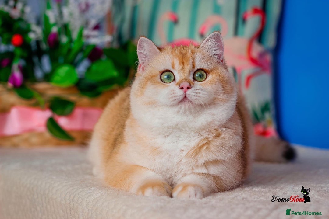 British Shorthair cats for sale: GCCF reg British Shorthair Chocolate Gold Kittens  in London - Image 4