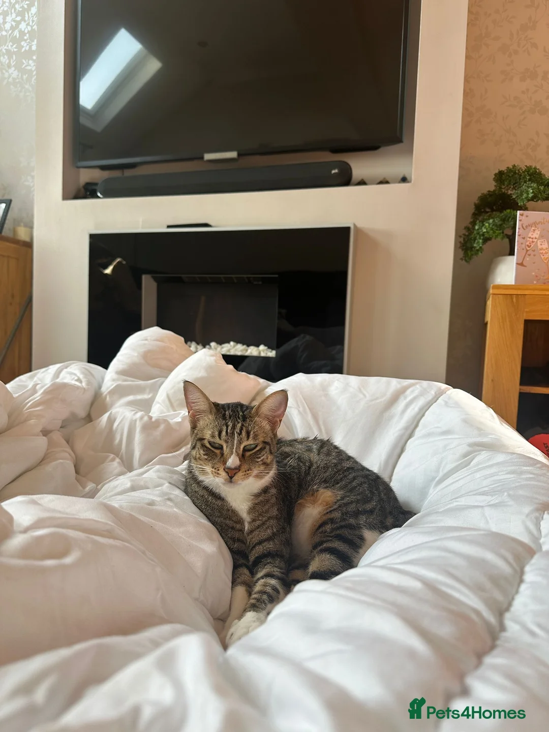 Mixed Breed cats for adoption: NOODLE - AMAZING FURPATTERN AFECTIONATE FUN HAPPY  - Advert 10