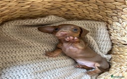 Miniature Dachshund dogs for sale: Miniature dachshunds for sale   - Image 4