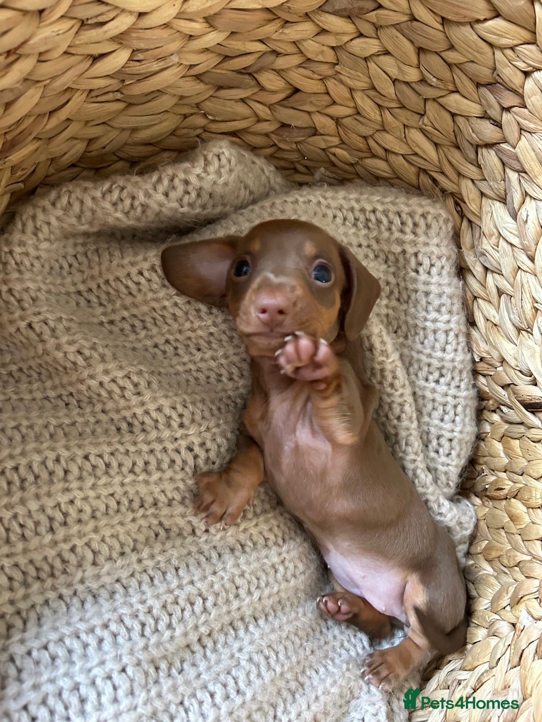 Miniature Dachshund dogs for sale: Miniature dachshunds for sale   - Image 4
