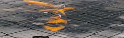 Koi Carp fish for sale: Koi carp and albino sturgeon for sale  - Advert 3