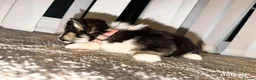Welsh Corgi Pembroke dogs for sale: Kc pembroke corgi puppies - Advert 18