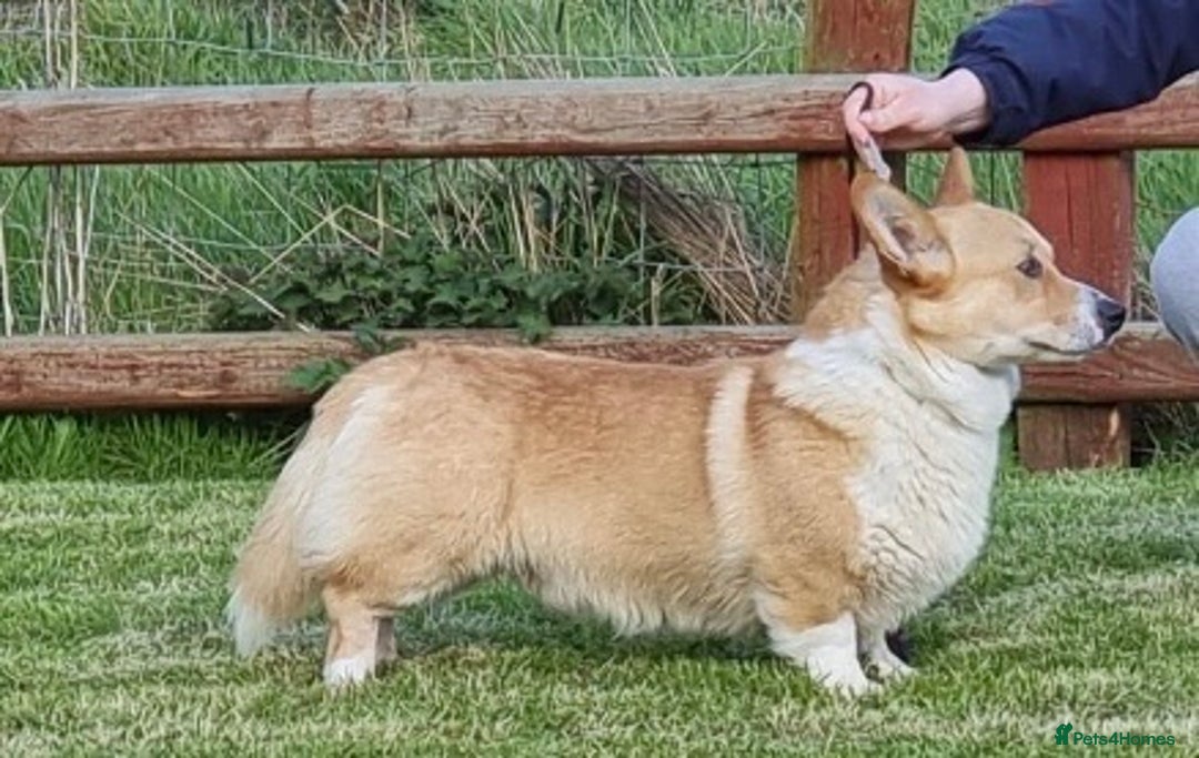 Welsh Corgi Pembroke dogs for stud: PRA, DM & VWD 1 Clear Welsh Pembroke Corgi Stud in Cardigan - Image 4