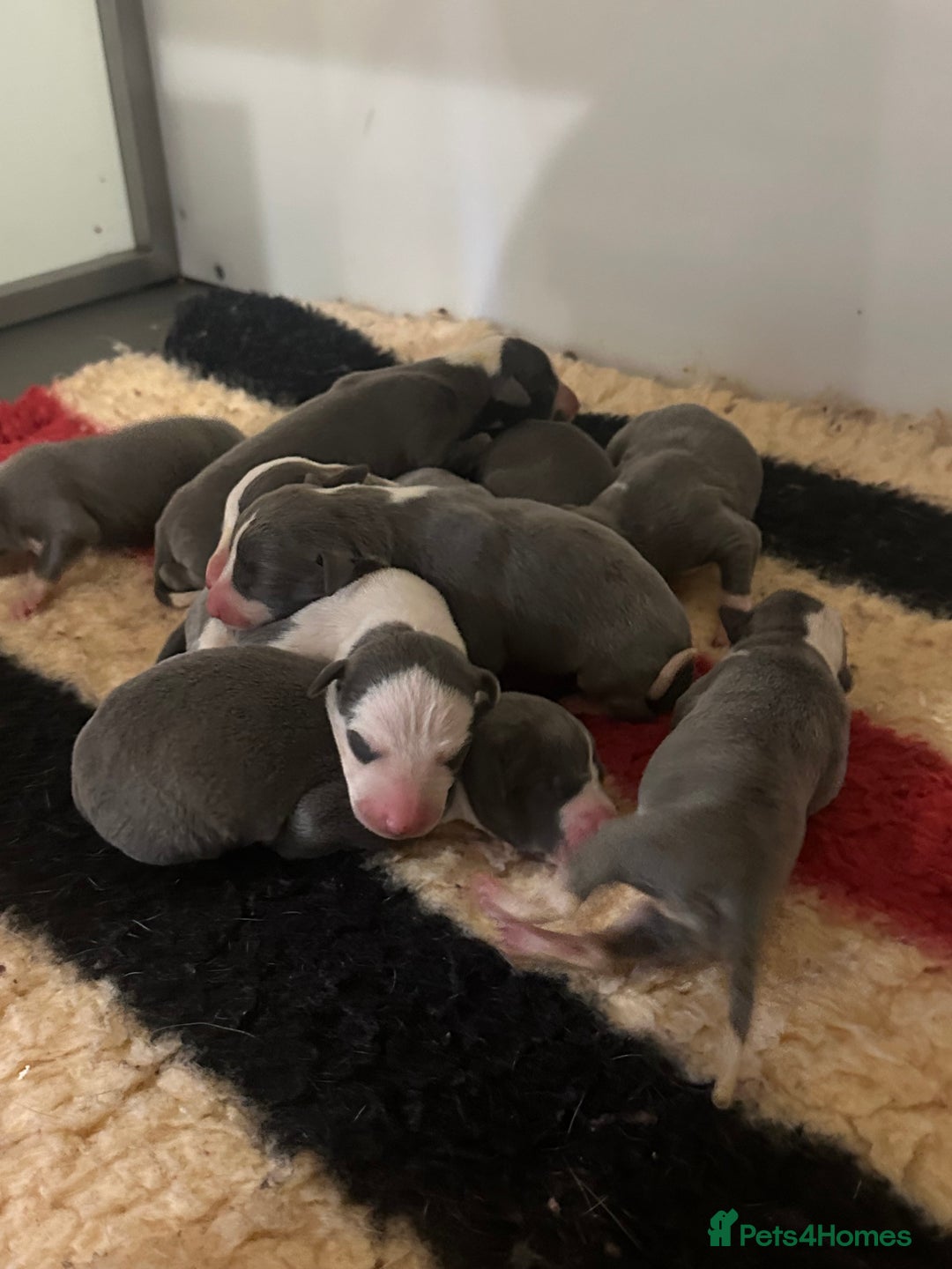 Whippet dogs for sale: Kc reg whippets Hear and eye tested parents  - Image 4