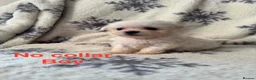 Maltese dogs for sale: Maltese puppies - Advert 28