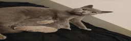 British Shorthair cats for sale: 😍BEAUTIFUL BRITISH SHORTHAIR KITTENS FOR SALE 😸  in Huntingdon - Advert 15
