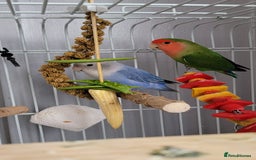 Lovebirds birds for sale: Lovebirds - Image 4