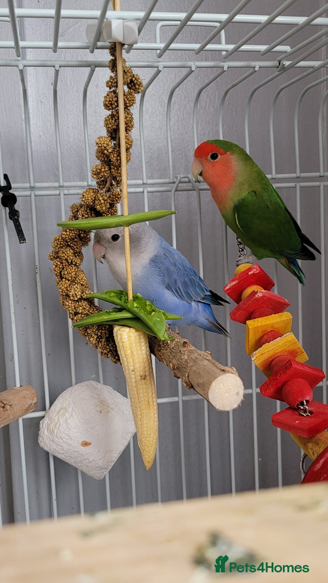 Lovebirds birds for sale: Lovebirds - Image 4