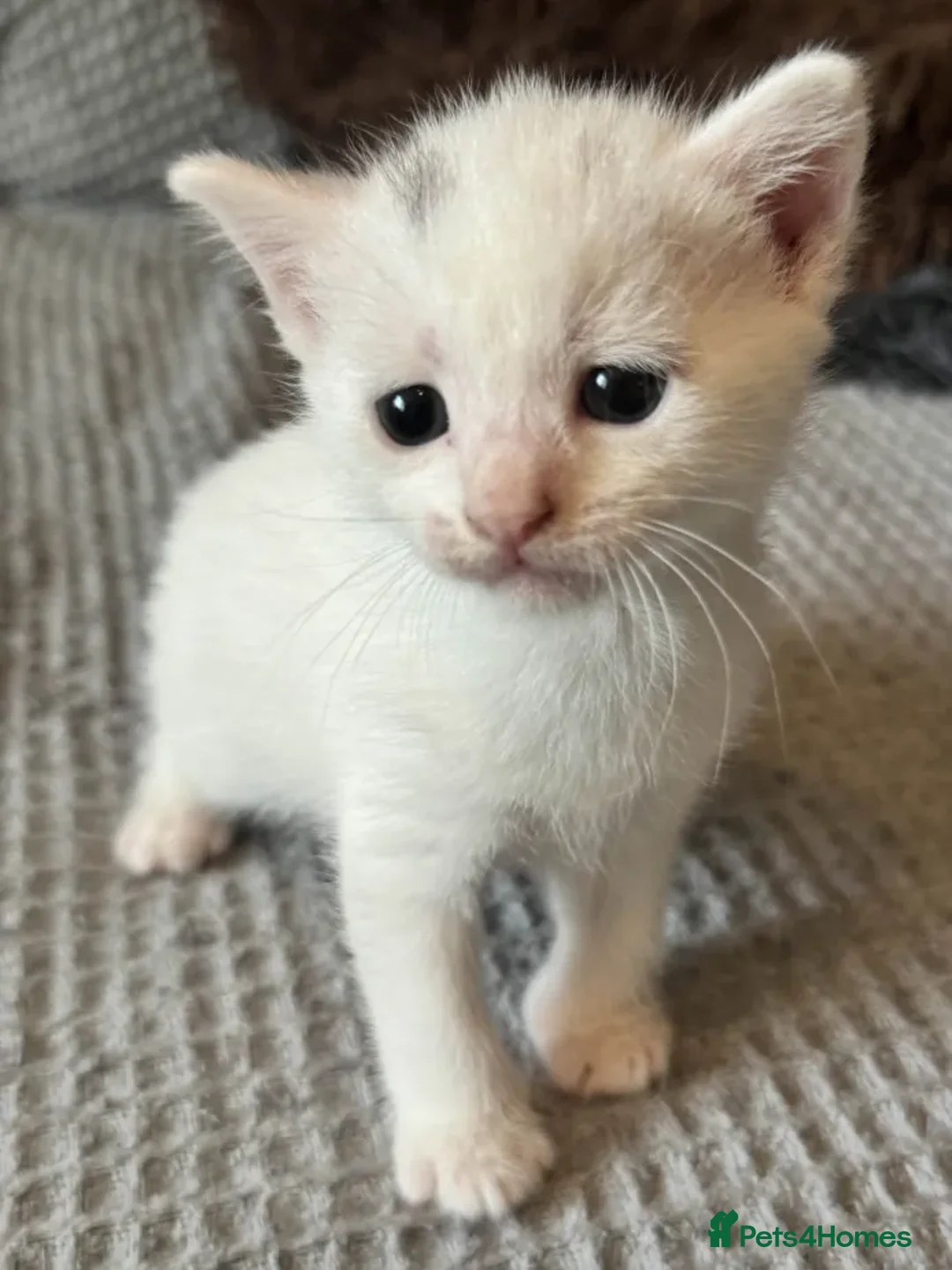 Mixed Breed cats for sale: Adorable Kittenss Ready For Reservation - Image 7
