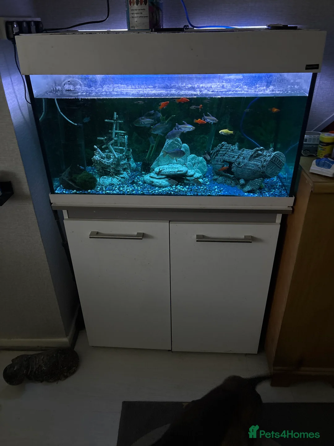 Other/Mixed Breed fish for sale: Variety of tropical fish aged various  - Advert 2