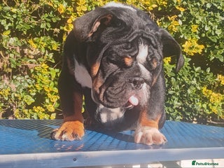 English Bulldog dogs PEDIGREE MINI ENGLISH BULLDOG - Advert 1