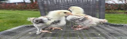 Chickens poultry for sale: 3 week old chicks in Stoke-on-Trent - Advert 5