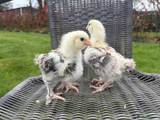 Chickens poultry 3 week old chicks - Advert 17