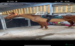 Irish Thoroughbred horses for sale: Beautiful chestnut mare for sale  - Image 9