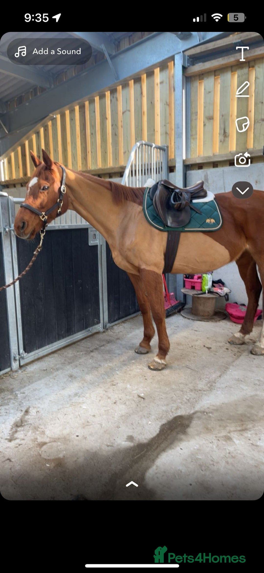 Irish Thoroughbred horses for sale: Beautiful chestnut mare for sale  - Image 9
