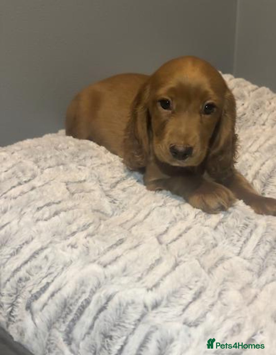 Cockapoo dogs for sale: Cockapoo puppies for sale  - Advert 9