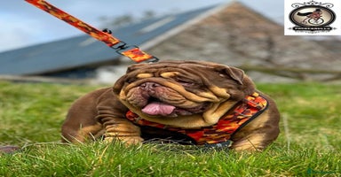 English Bulldog dogs - Advert 4