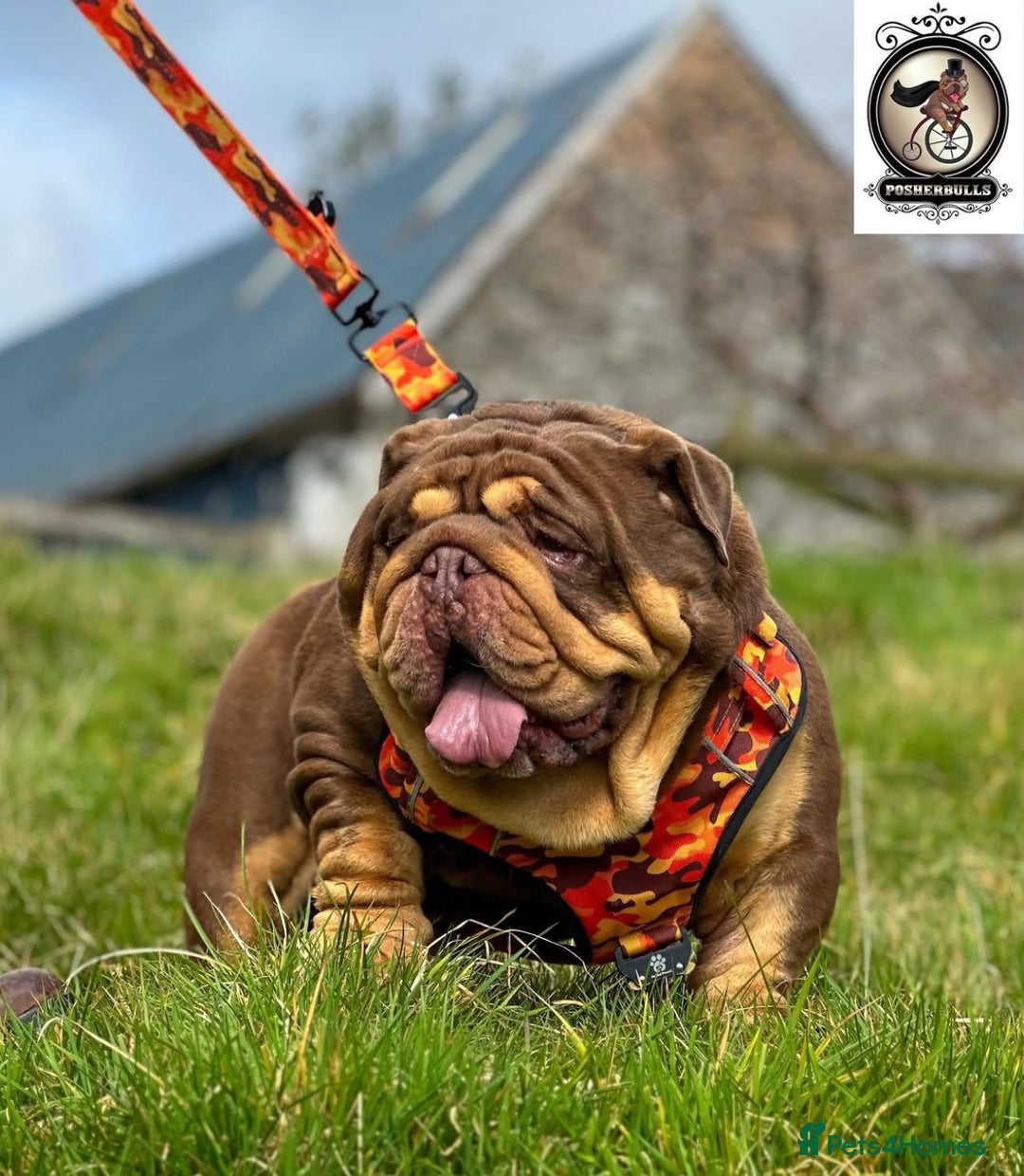 English Bulldog dogs for sale: Top quality English bulldog KC REG - Image 3