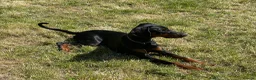 Dobermann dogs for sale: Female Doberman 6 months old in Sturminster Newton - Advert 2