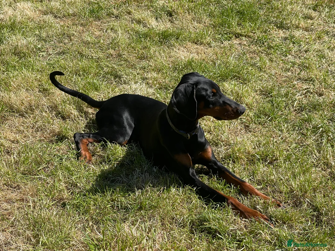 Dobermann dogs for sale: Female Doberman 6 months old in Sturminster Newton - Advert 2