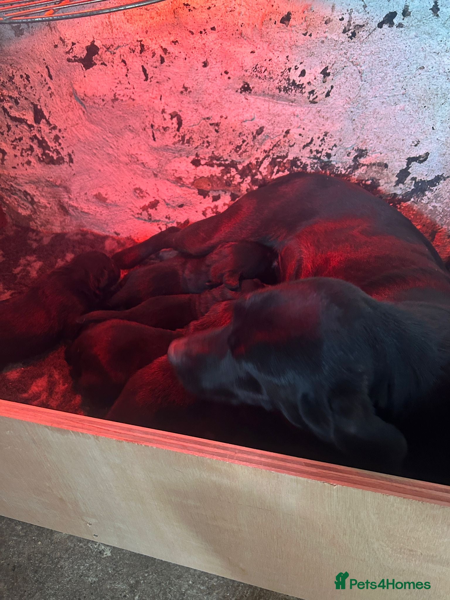 Labrador Retriever dogs for sale: Working KC reg Black Lab puppies FCTH pedigree  - Advert 10