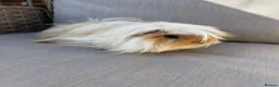 Guinea Pig rodents for sale: Very handsome male guinea pig.  - Advert 1