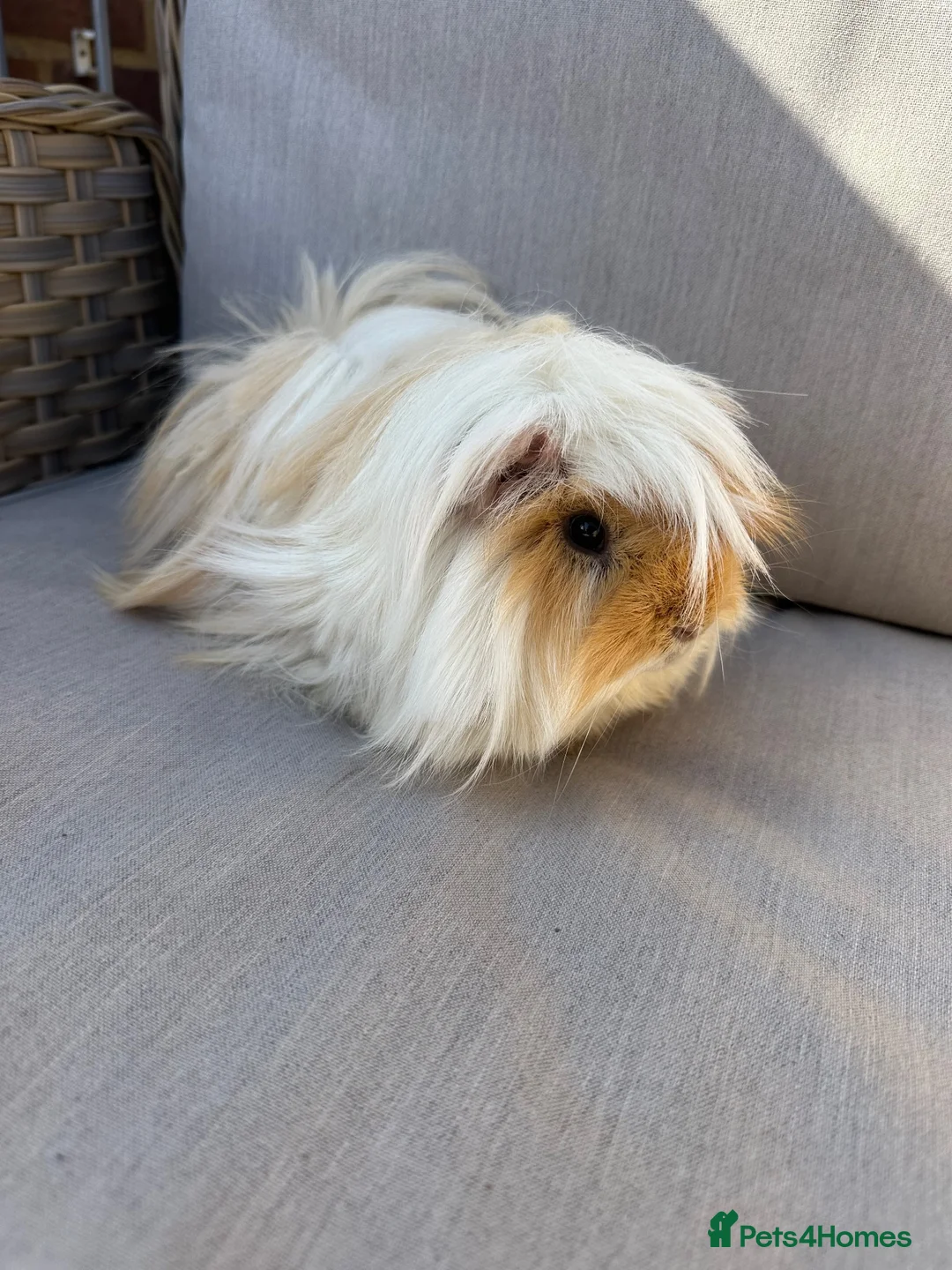 Guinea Pig rodents for sale: Very handsome male guinea pig.  - Advert 1