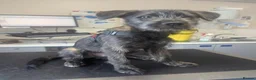 Mixed Breed dogs for sale: Stunning WolfAkita Pups – 1 Boy/1 Girl Ready now!  in Southampton - Advert 28