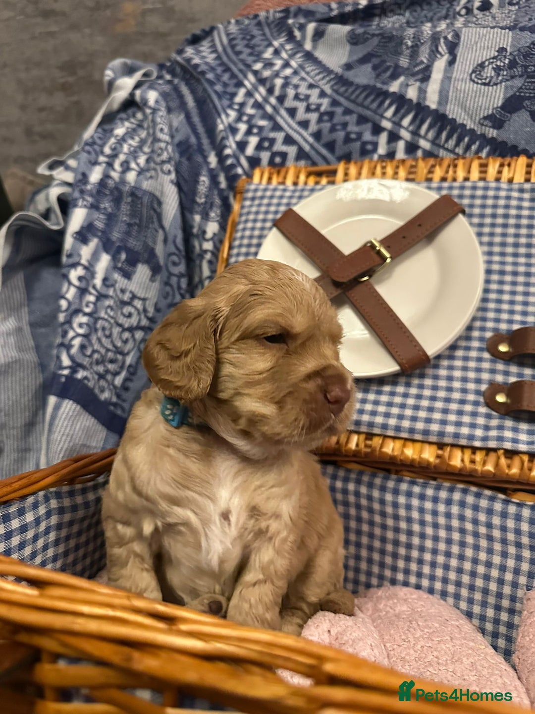 Cocker Spaniel dogs for sale: Pedigree Cocker Spaniels SOLD - Advert 13