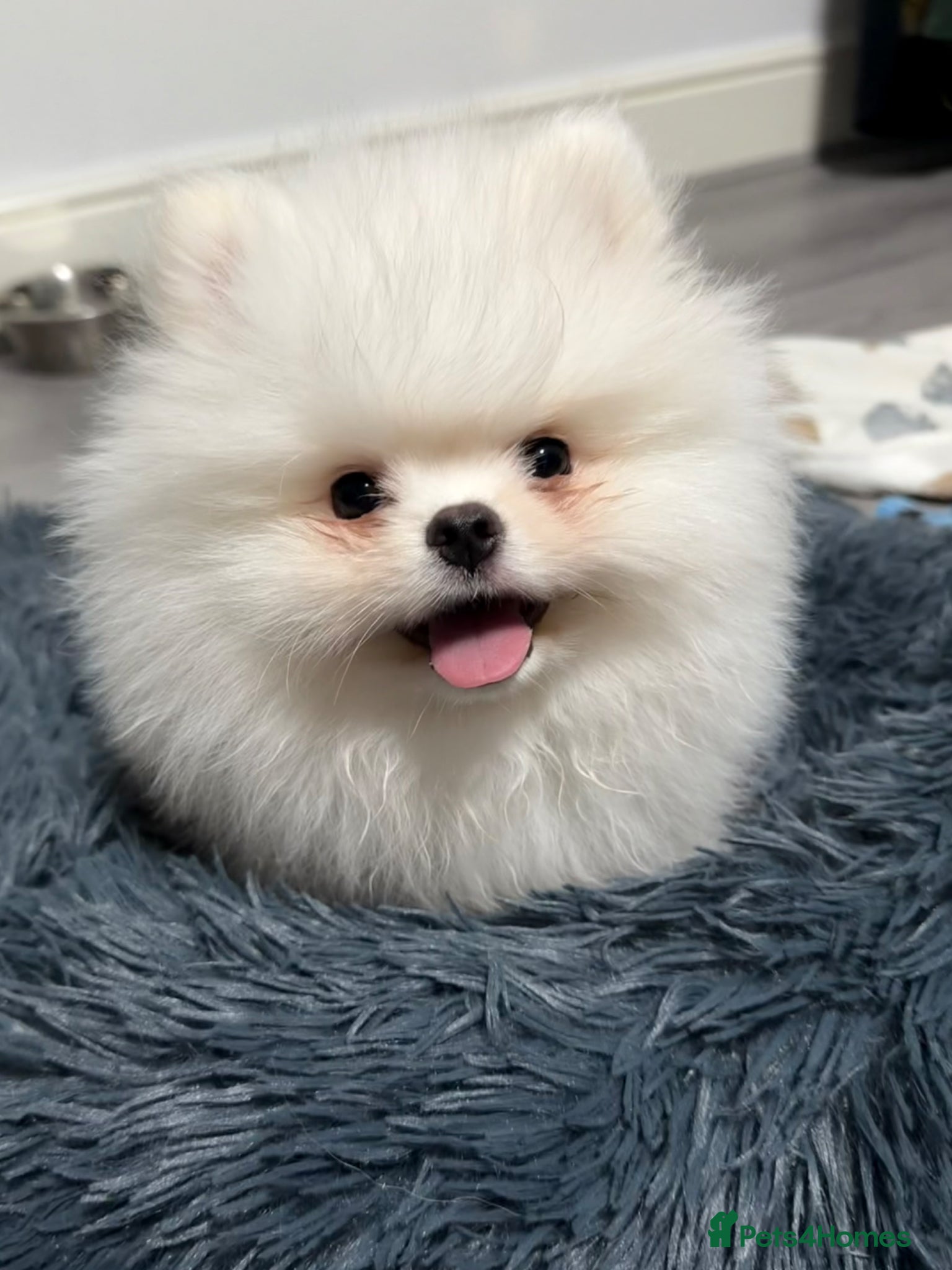 Pomeranian dogs Gorgeous White Teddy Bear Pomeranian Puppies  - Advert 1