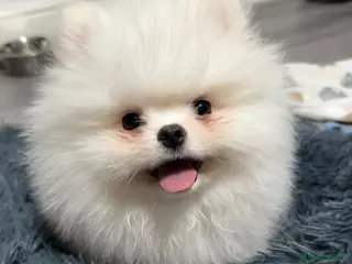 Pomeranian dogs Gorgeous White Teddy Bear Pomeranian Puppies - Advert 1