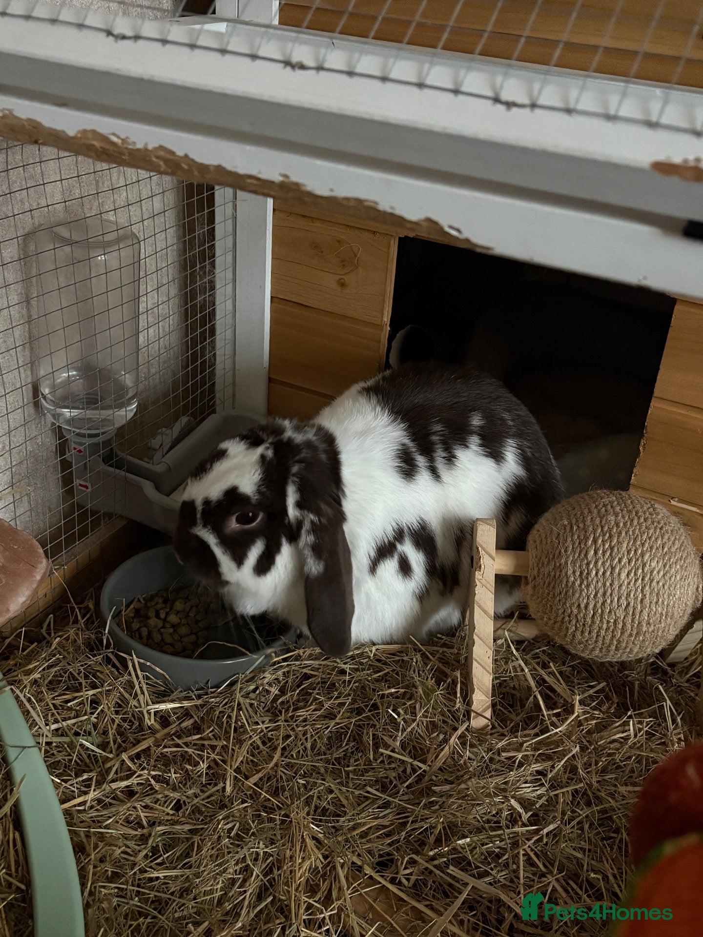 Mini Lop rabbits Rabbit (Bonnie) for free in good home - Advert 1