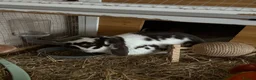 Mini Lop rabbits for sale: Rabbit (Bonnie) for free in good home - Advert 1