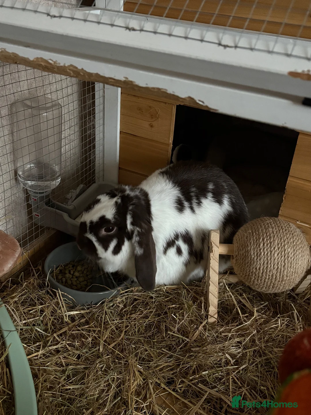 Mini Lop rabbits for sale: Rabbit (Bonnie) for free in good home - Advert 1