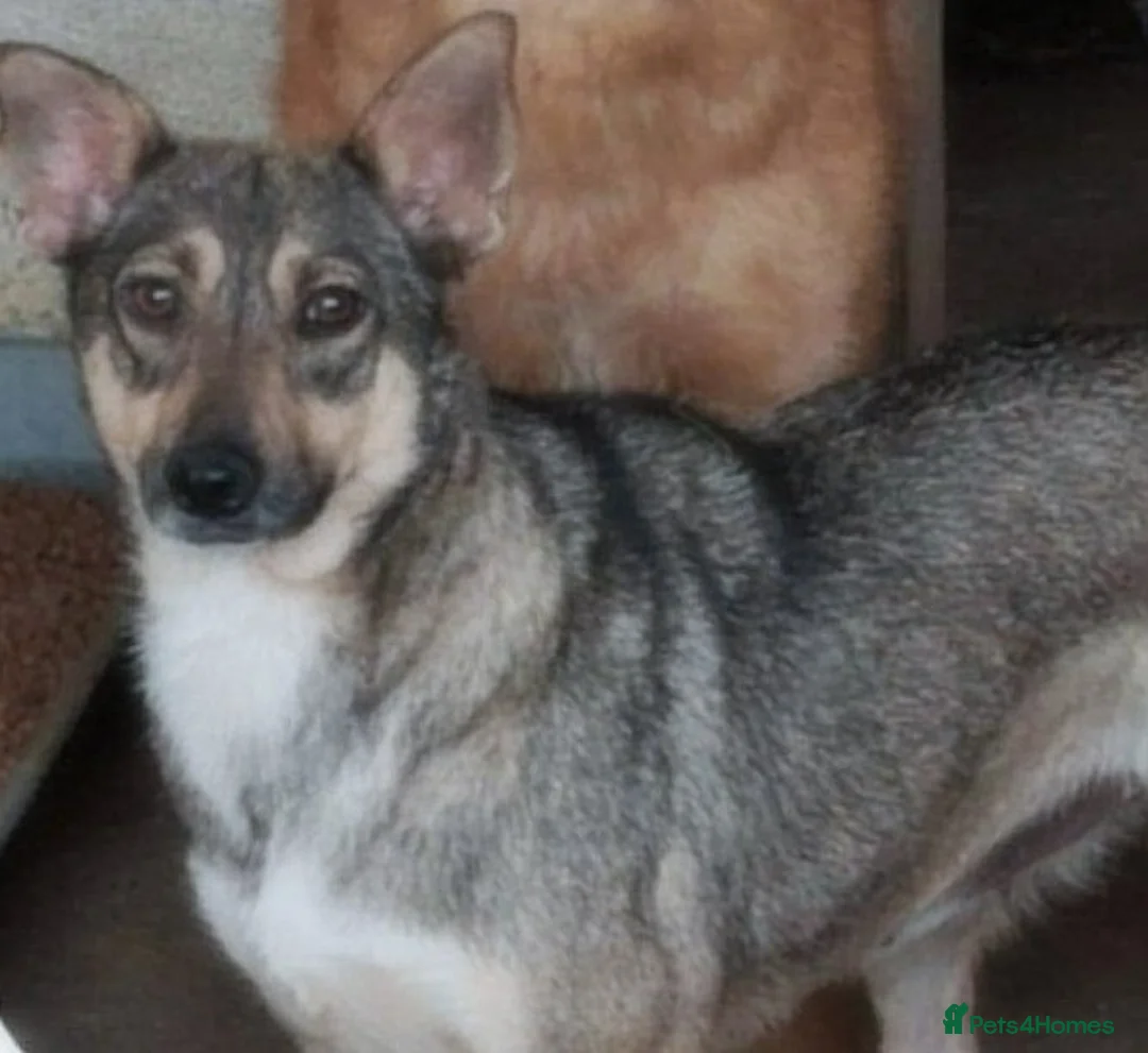 Mixed Breed dogs for adoption: Pippa – A Truly Special Little Soul 💛 - Advert 5