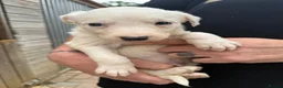 Mixed Breed dogs for sale: Top quality Lurcher puppies  - Advert 4