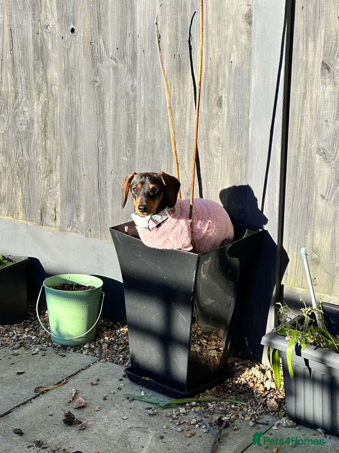 Miniature Dachshund dogs for sale: Miniature Dachshund Female. 6 Month’s Old.  - Advert 4