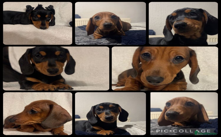 Miniature Dachshund dogs 2 beautiful miniature dacshund boys  - Advert 3