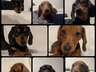 Miniature Dachshund dogs 2 beautiful miniature dacshund boys - Advert 2