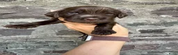 Cocker Spaniel dogs for sale: KC reg Show-type Chocolate & Choc Sable puppies in Brecon - Advert 24