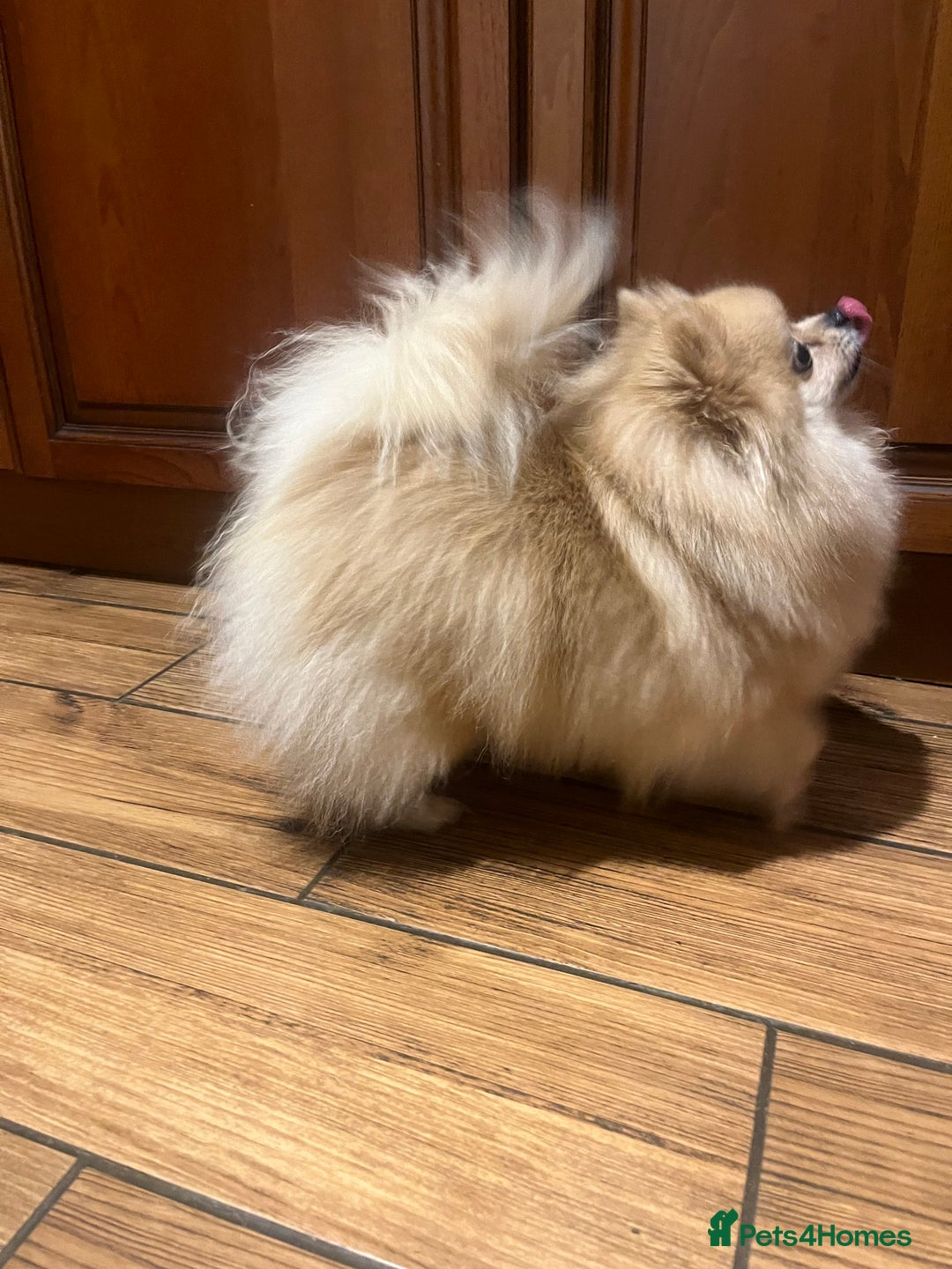 Pomeranian dogs for sale: 3 Stunning Poms - Image 13