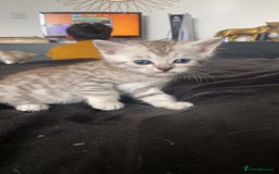 Scottish Fold cats for sale: Stunning Scottish fold kittens  - Image 9