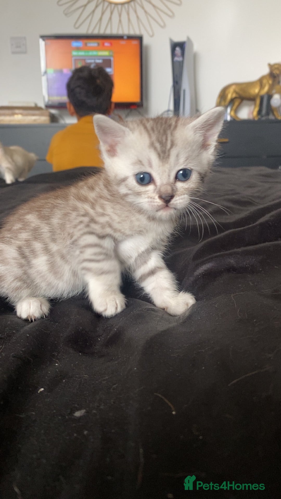 Scottish Fold cats for sale: Stunning Scottish fold kittens  - Image 9