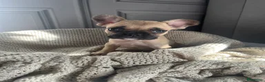 French Bulldog 4